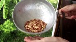 Roasting Peanuts for Pad Thai