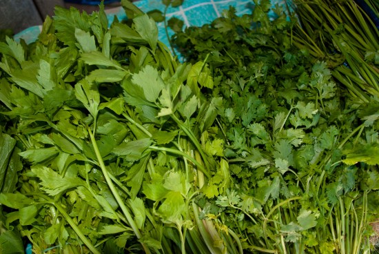 Coriander