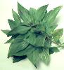 Shop for Thai Basil