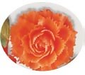 Carrot flower