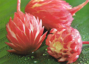 Radish Flower Vegetable Carving