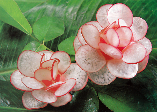 Radish Flower Carving