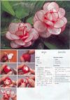 Actual pages of the Vegetable carving book