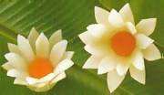 White lotus