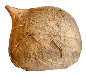 Mature Brown Coconut for Coconut Milk