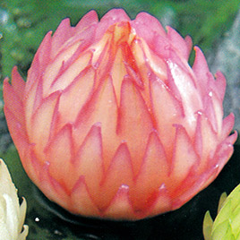 Art of Garnish Book instruction using tools