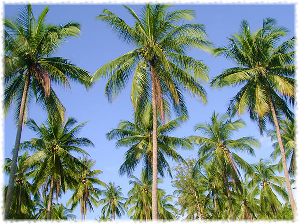 Coconut plantation on Koh Samui