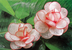 Red Radish Flower