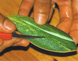 Trim and shape cucumber like a leaf