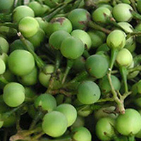 Thai Pea Eggplants