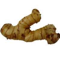 Fresh Galangal Root