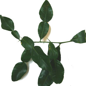 Fresh kaffir lime leaf