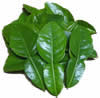 Fresh kaffir lime leaf