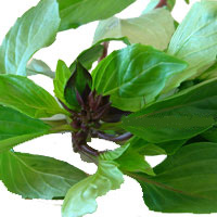 Thai Basil