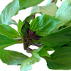 Sweet Thai Basil (Bai Horapah)