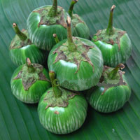 Thai Eggplant (Apple Eggplant)