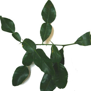 Kaffir Lime Leaf Pound