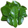 Kaffir Lime Leaf Pound