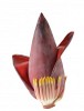 Fresh Banana Blossom