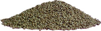 Coriander Seeds