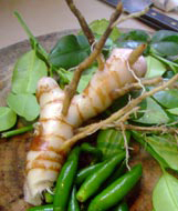 Fresh Galangal Root