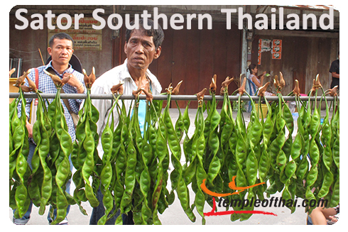 Southern Thai Sator